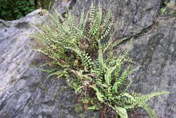 Asplenium trichomanes. Mature plants growing in limestone rock crevice.
 Image: L.R. Perrie © Te Papa CC BY-NC 3.0 NZ